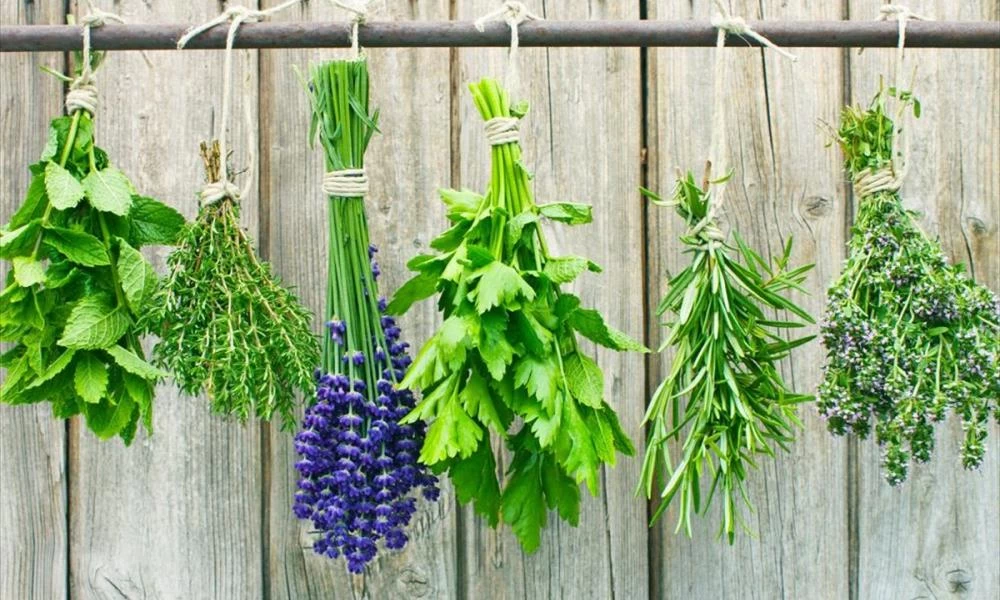 Βότανα: Το δώρο της φύσης στον άνθρωπο - Ποια βοηθούν τον οργανισμό